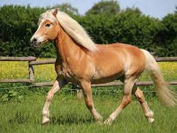 haflinger